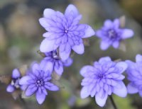 Fully double blue flowers.