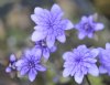 Show product details for Hepatica nobilis Walter Otto