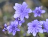 Hepatica nobilis Wa...