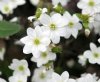 Show product details for Hepatica nobilis White Pixie