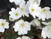 Big clean white flowers.