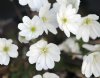 Show product details for Hepatica nobilis White Sands