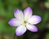 Show product details for Hepatica x euroasiatica Professor Friedrich Hildebrandt