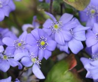 Big single blue flowers