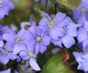 Show product details for Hepatica transsilvanica