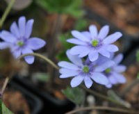 Good rich blue flowers.