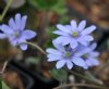 Show product details for Hepatica transsilvanica Adam