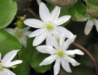 Pure white star-like flowers in early spring