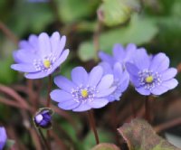 Nicely form blue flowers