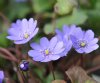 Show product details for Hepatica transsilvanica Donner Wolke
