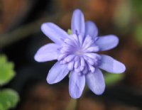 Big blue flowers with petaloid stamens