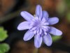 Hepatica transsilva...