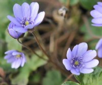 Big mid blue flowers