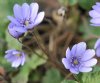 Show product details for Hepatica transsilvanica Fuchs
