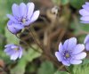 Hepatica transsilva...