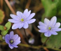 Good sized blue flowers