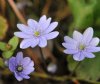 Show product details for Hepatica transsilvanica Grethe