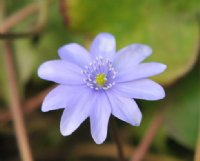 Good sized blue flowers