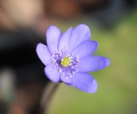 Big bowl shaped blue flowers in spring.