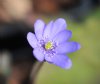 Show product details for Hepatica transsilvanica Sensation