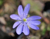 Big rich blue rounded flowers.