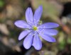 Show product details for Hepatica transsilvanica Weinriechs Blau