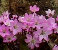Soft pink flowers in abundance in early spring.