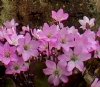 Hepatica nobilis rubra