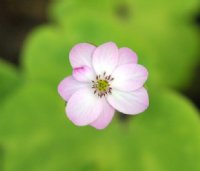 Good sized white flowers with pink shading