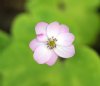 Hepatica x euroasia...