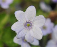 Big pale blue flowers