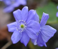 Good sized blue flowers