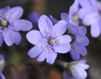 Big mid blue perfectly formed flowers.