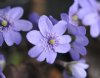 Show product details for Hepatica x media Silberprinzessin