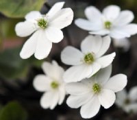 Huge clean white flowers and attractive large green leaves.