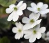 Show product details for Hepatica x schlyteri The Bride