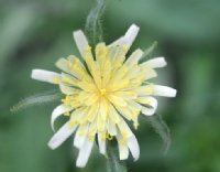 Straw yellow double flowers