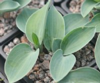 Lovely miniature hosta with blue leaves