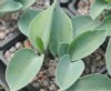 Show product details for Hosta Blue Lollipop