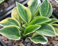 Tiny hosta with yellow margined leaves