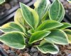 Show product details for Hosta Cameo