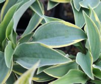 A fine variegated stripe to the edge of the foliage