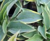 Hosta Con Te Partiro