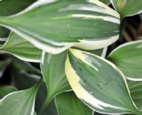 Nice broad cream and white variegation on small leaves.