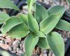 Show product details for Hosta Dancing Mouse