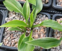 Miniature hosta with a fine white variegation