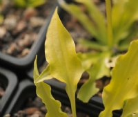 Tiny hosta with entirely yellow leaves.