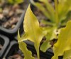 Show product details for Hosta Dragon Tails