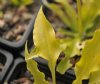 Hosta Dragon Tails