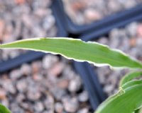 Lanceolate foliage with white margins